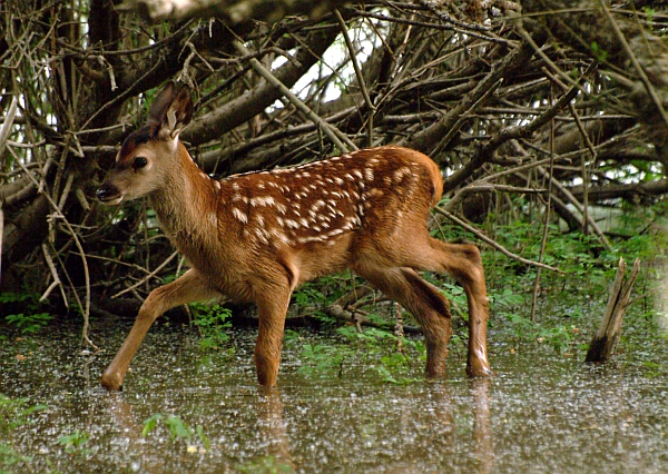 PASSIONE PER IL CERVO